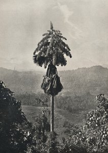 血中のタリポツルムコリファアンブラカリフェラ、1926年 作： Unbekannt