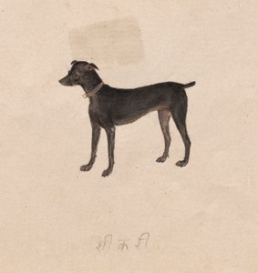 犬、1800年代。