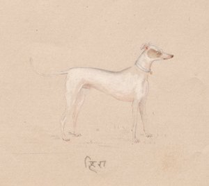 犬、1800年代。