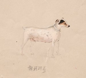 犬、1800年代。 作： Unbekannt