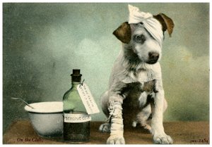 包帯の犬 作： Unbekannt