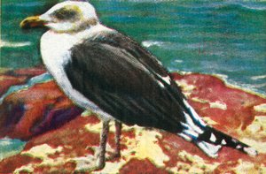 ドミニカカモメ、c1928。 作： Unbekannt
