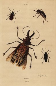 Dorysthenes paradoxus 1、Macrodontia cervicornis, vulnerable 2、Elateropsis lineatus 3、Prionus versicolor 4。 作： Unbekannt