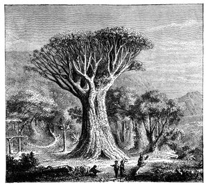 イコッドのドラコナ、テネリフェ島、スペイン、c1900年代