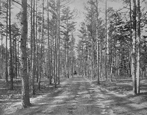 Piney Wods Park、ニュージャージー州レイクウッド、c1897でドライブします。 作： Unbekannt