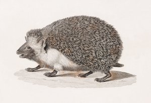 エリザベス・ヘッジホッグ