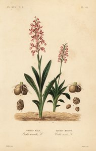 初期の紫色の蘭、Orchis mascula, Orchis male, および緑色の翼のある蘭、Anacamptis morio, Orchis morion 作： Unbekannt