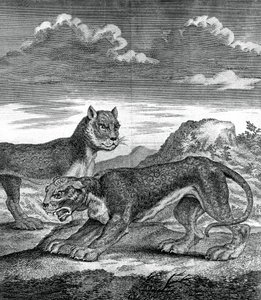 東インドのヒョウ、1750 作： Unbekannt