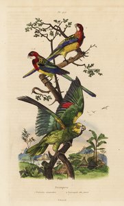イースタン・ローゼラ（Platycercus exams）、イエロー・クラウン・アマゾン（Amazona ochrocephala 作： Unbekannt