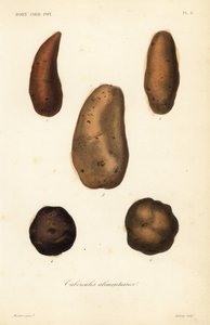 食用の塊茎、食用の塊茎 作： Unbekannt