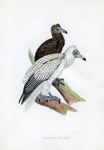 エジプトハゲワシ、19世紀 作： Unbekannt