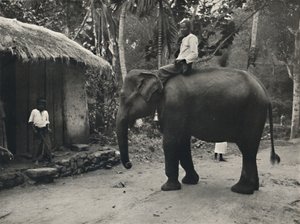 キャンディの道を歩く象、1926年 作： Unbekannt
