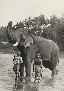 マハバリガンガの象、1926年 作： Unbekannt