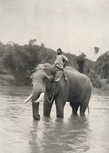 マハルバリガンガのコルナックと象、1926年 作： Unbekannt