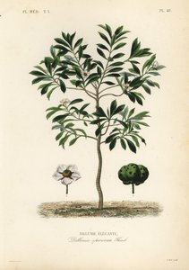 エレファントアップルまたはチュルタ、Dillenia indica, Dillenia speciosa, Dillenie elegante 作： Unbekannt