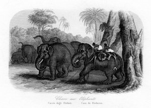 象狩り、インド、c1840 作： Unbekannt