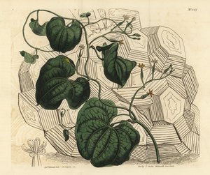 象の足（Dioscorea elephantipes）（雌のケープブライオニー（Tamus elephantipes faemina））。 作： Unbekannt