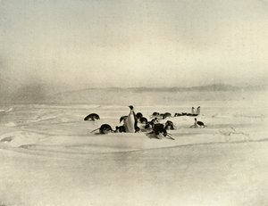 皇帝トボガンニング、c1908、1909 作： Unbekannt