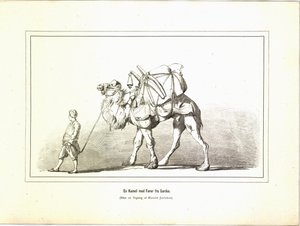 サルディスのドライバー付きラクダ。イラストは、Jerichau-Baumann, Elisabeth著、Forlagsbureauet発行のBrogede rejsebilleder（1881年、コペンハーゲン）より引用。 作： Unbekannt