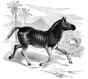 クアッガの彫刻、1884