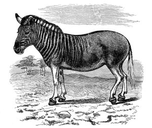 クアッガの彫刻、1893