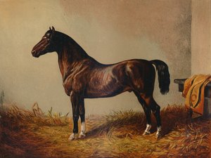 ポニーハックドンカルロス全体、c1897。 作： Unbekannt
