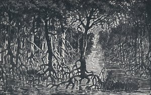 赤道アフリカの森、1924