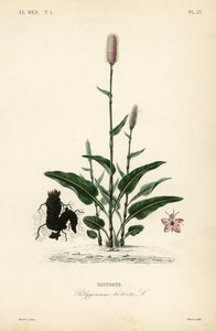 European bistort or snakeroot, Persicaria bistorta, Polygonum bistorta, Bistorte