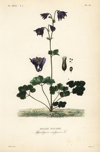 European columbine, Aquilegia vulgaris, Ancolie vulgaire 作： Unbekannt