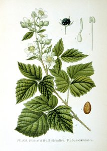 ヨーロッパのデューベリー、1893
