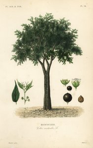 ヨーロッパのイラクサの木、地中海のハックベリー、ロートの木、またはハニーベリー、Celtis australis、micocoulier 作： Unbekannt