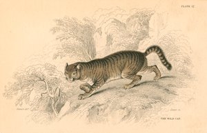 ヨーロッパの野生の猫フェリス、1828 作： Unbekannt