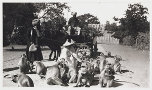 猿の群れに餌を与えるヨーロッパ人女性（インド、1910年頃 作： Unbekannt