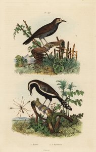 フェアリーフライ、Mymar pulchellum 1、ミナミハジロアリクイ、Formicivora grisea 2、クロツラアリクイ、Myrmophylax atrothorax melanura 3 作： Unbekannt
