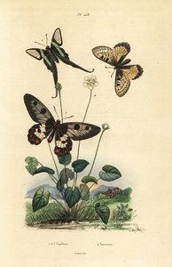 ニセアカシア、Archon apollinus 1、シロテンハナムグリ、Lamproptera curius 2、クリアリングアゲハ、Cressida cressida 3、パーナッススの草、Parnassia palustris 4 作： Unbekannt