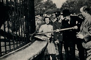 給餌ロタ、ピンナーライオン、1940年代、1945年。 作： Unbekannt