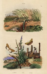 卵を産むイボイノシシのメス、Decticus verrucivorus 4、羽毛の生えたフットマン、Spiris striata 1、そして紅色の斑点を持つフランキー、Utetheisa pulchella 2、そしてLixus paraplecticus beetle 3。リソス、リクセ、イナゴ 作： Unbekannt