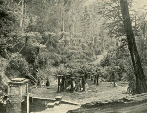 シダの木のバウアーアンドトラック、ウェリントン山、1901年。 作： Unbekannt