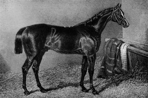 雌犬の息子、1812-1835、1911 作： Unbekannt