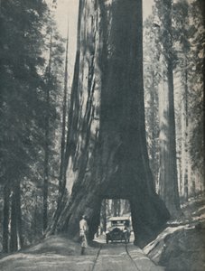 史上最大の生物の優れた標本、c1935 作： Unbekannt