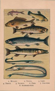 魚、1907、1907 作： Unbekannt