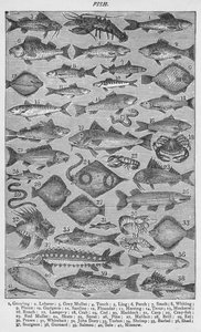 魚、1907、1907 作： Unbekannt