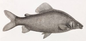 魚です。Le Characin Nefasch 作： Unbekannt
