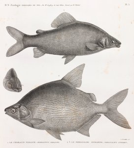 フィッシュ。Le Characin Nefasch & Le Serrasalme Citharine 作： Unbekannt
