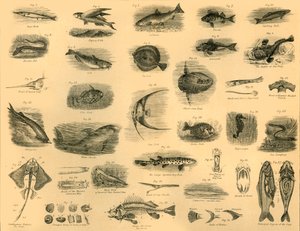 魚、c1910。 作： Unbekannt