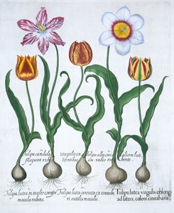 5 つのチューリップ、1613 年 作： Unbekannt