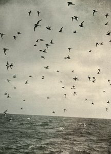 南極のミズナギドリの飛行、1908年、1909年。 作： Unbekannt