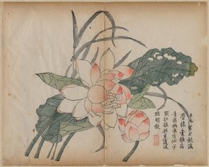 開花蓮とつぼみ、18世紀。 作： Unbekannt