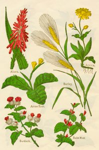 花：アロエ、アルニカ、アロールート、大麦、バームミント、ゴボウ、c1940。 作： Unbekannt
