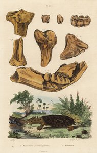 絶滅したアメリカのマストドン（Mammut americanum）の化石骨1と、マタマタ（Chelus fimbriata）の化石骨2。 作： Unbekannt